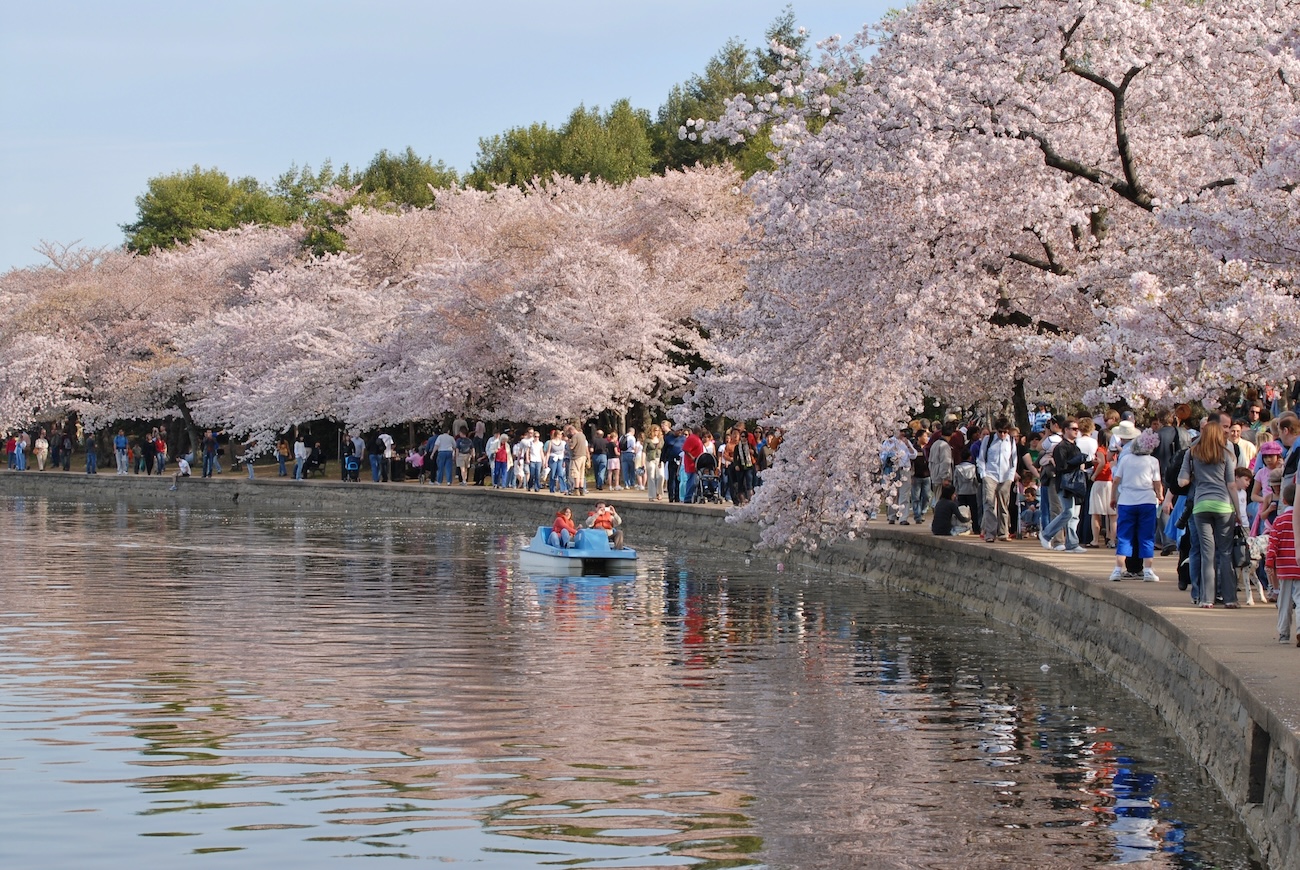 A Guide To DC's Annual Cherry Blossom Festival - The Pavlovic Today
